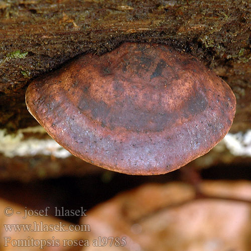 Fomitopsis rosea al9785