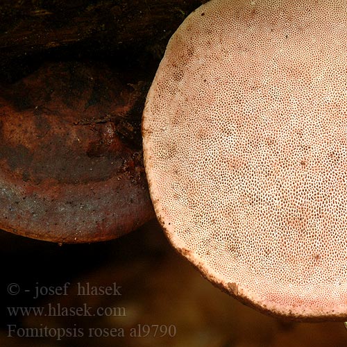 Fomitopsis rosea al9790