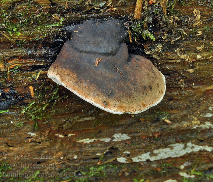 Fomitopsis_rosea_bp0700