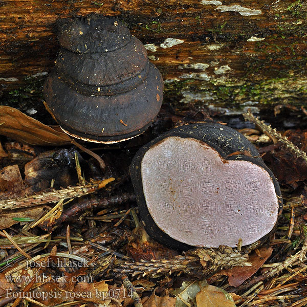 Pink Hoof-polypore Rosaporiger