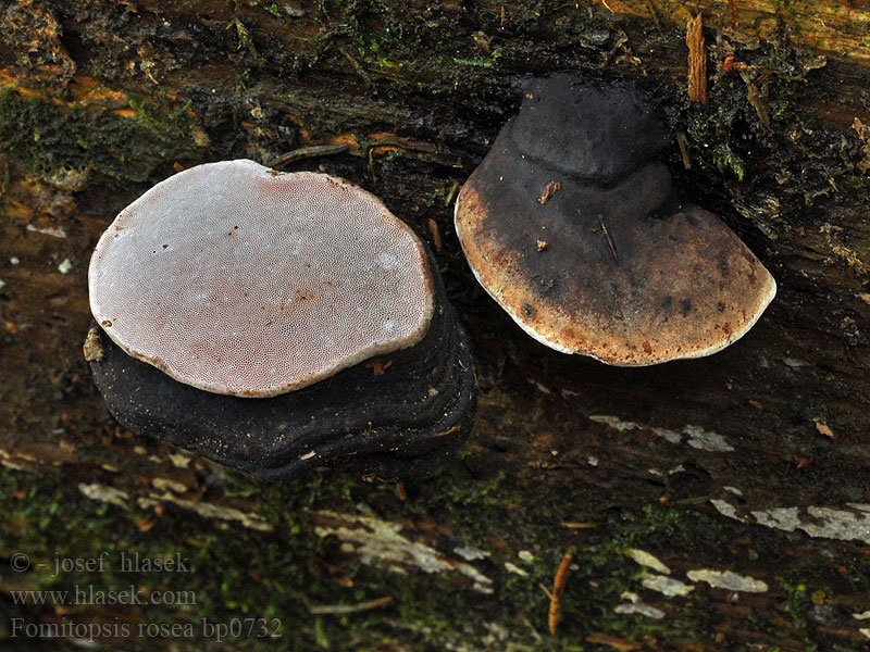 Baumschwamm Rosenroter Fomitopsis rosea