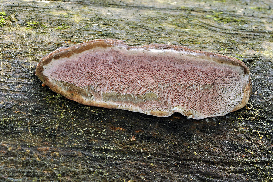 Fomitopsis rosea