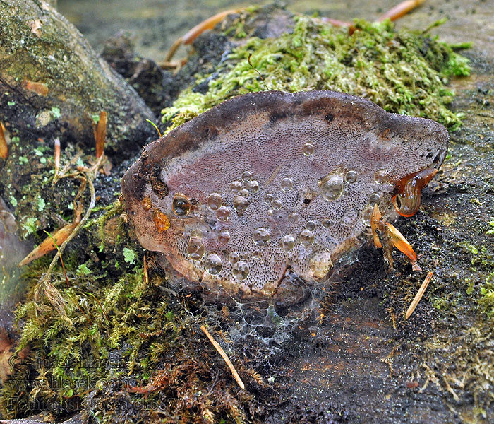 Fomitopsis rosea