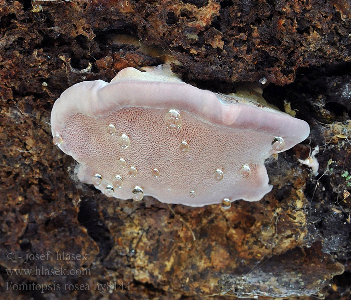 Pniarek różowy Fomitopsis rosea