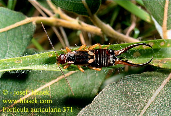 Forficula auricularia 371