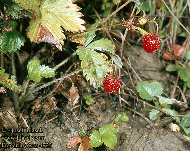 Fragaria vesca Wild Strawberry Woods Woodland Skov-Jordbar Markjordbar