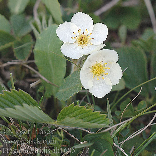 Fragaria viridis Fraisier vert Backsmultron Jahodník chlumní