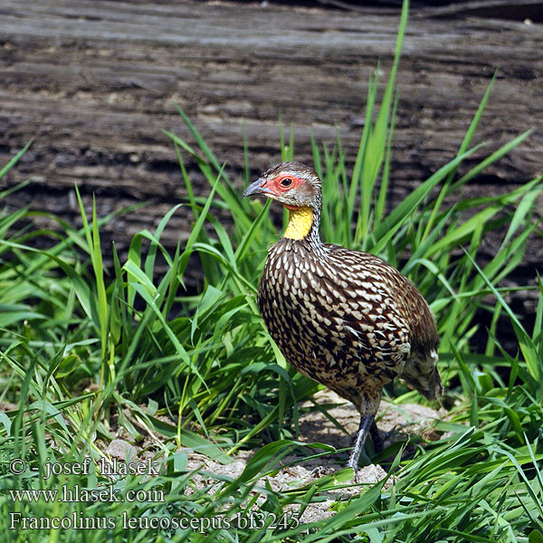 Keltakurkkufrankoliini Francolin cou jaune Francolino dalla gola nuda ハゲノドシャコ Geelkeelfrankolijn Желтогорлый франколин Gulstrupefrankolin Frankolin żółtogardły Frankolín žltohrdlý Kereng'ende Shingo-njano Francolinus leucoscepus Yellow-necked Spurfowl Frankolín žlutordlý Gelbkehlfrankolin Gulstrubet Sporehøne Francolín Gorgiamarillo