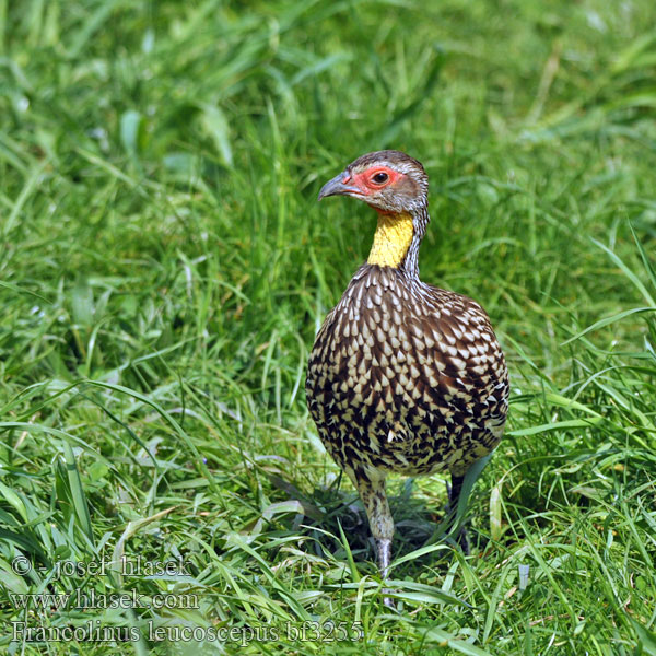 Желтогорлый франколин Gulstrupefrankolin Frankolin żółtogardły Frankolín žltohrdlý Kereng'ende Shingo-njano Francolinus leucoscepus Yellow-necked Spurfowl Frankolín žlutordlý Gelbkehlfrankolin Gulstrubet Sporehøne Francolín Gorgiamarillo Keltakurkkufrankoliini Francolin cou jaune Francolino dalla gola nuda ハゲノドシャコ Geelkeelfrankolijn