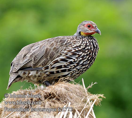 Francolinus leucoscepus Yellow-necked Spurfowl Frankolín žlutordlý Gelbkehlfrankolin Gulstrubet Sporehøne Francolín Gorgiamarillo Keltakurkkufrankoliini Francolin cou jaune Francolino dalla gola nuda ハゲノドシャコ Geelkeelfrankolijn Желтогорлый франколин Gulstrupefrankolin Frankolin żółtogardły Frankolín žltohrdlý Kereng'ende Shingo-njano