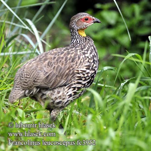 Gelbkehlfrankolin Gulstrubet Sporehøne Francolín Gorgiamarillo Keltakurkkufrankoliini Francolin cou jaune Francolino dalla gola nuda ハゲノドシャコ Geelkeelfrankolijn Желтогорлый франколин Gulstrupefrankolin Frankolin żółtogardły Frankolín žltohrdlý Kereng'ende Shingo-njano Francolinus leucoscepus Yellow-necked Spurfowl Frankolín žlutordlý