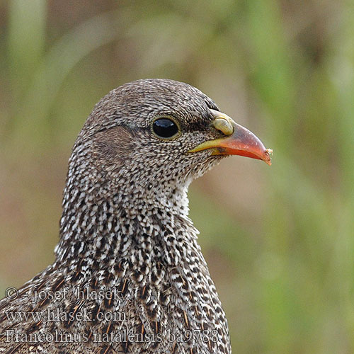 Francolinus natalensis Pternistis Natal Francolin Natalfrankolin