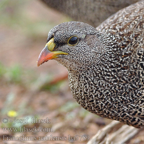 Natal Francolin Natalfrankolin Natalinfrankoliini Francolino Natal