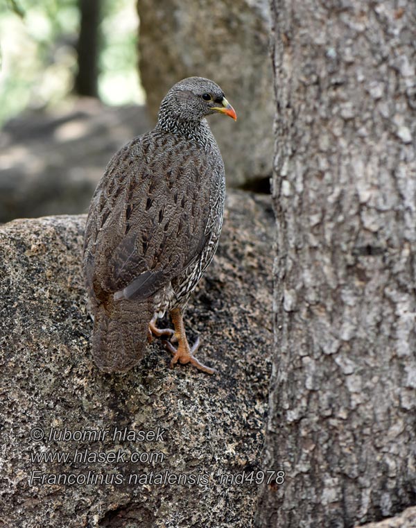 Francolinus natalensis