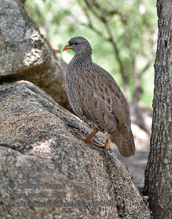 Francolinus natalensis