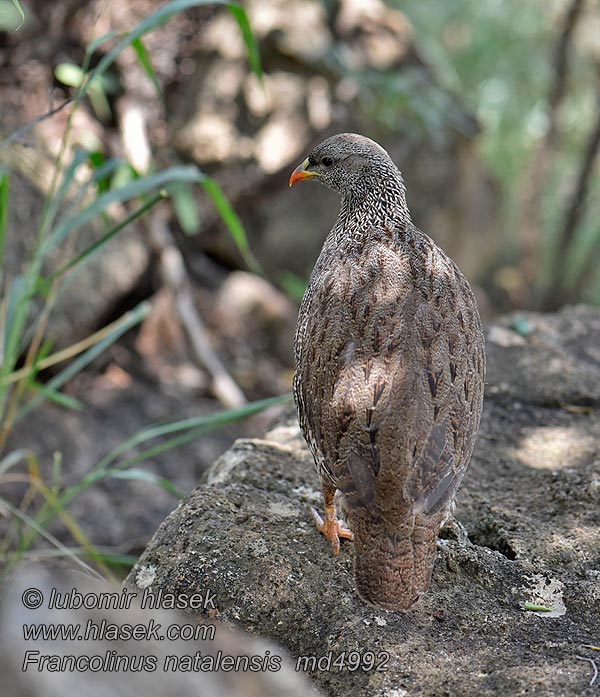 Francolinus natalensis