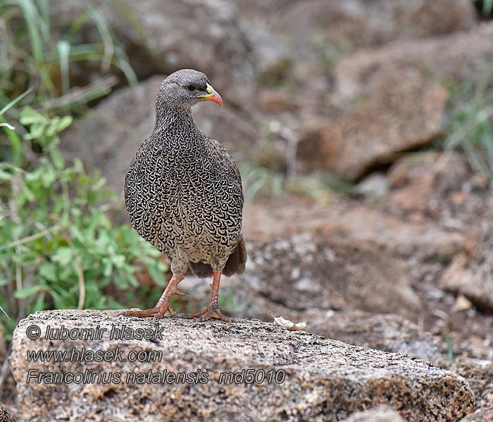 Francolinus natalensis