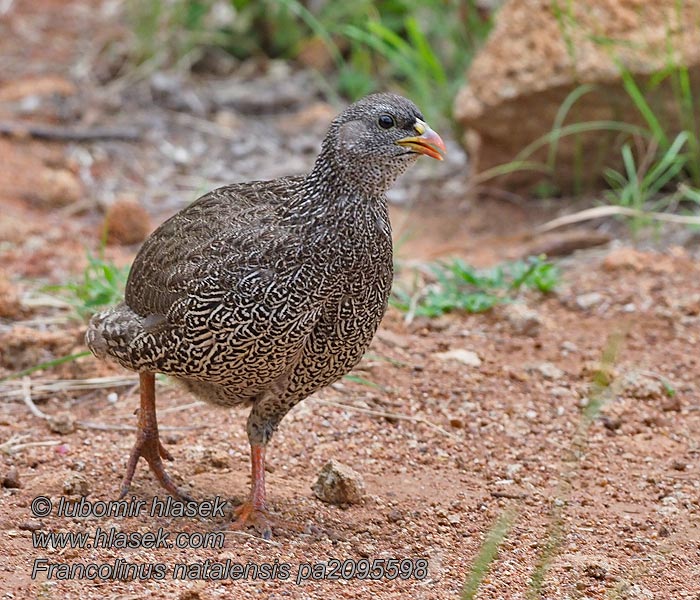 Francolinus natalensis