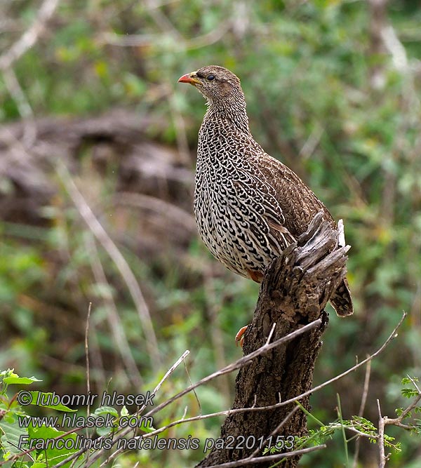 Francolinus natalensis