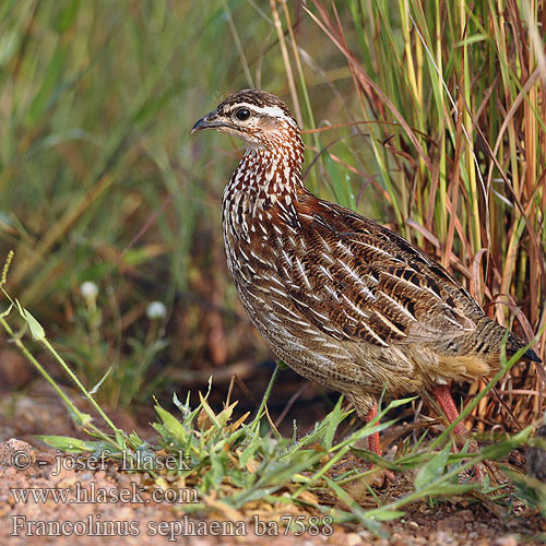 Francolinus sephaena Crested Francolin Viirusiipifrankoliini