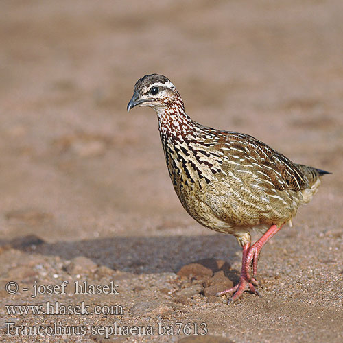 Crested Francolin Viirusiipifrankoliini Francolin casqué