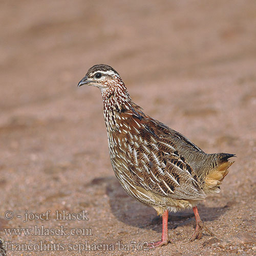 Francolin casqué Bruinkeel frankolijn Francolino crestato