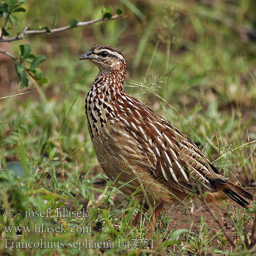 Dendroperdix Peliperdix rovuma Bospatrys Topfrankolin Francolín Capirotado