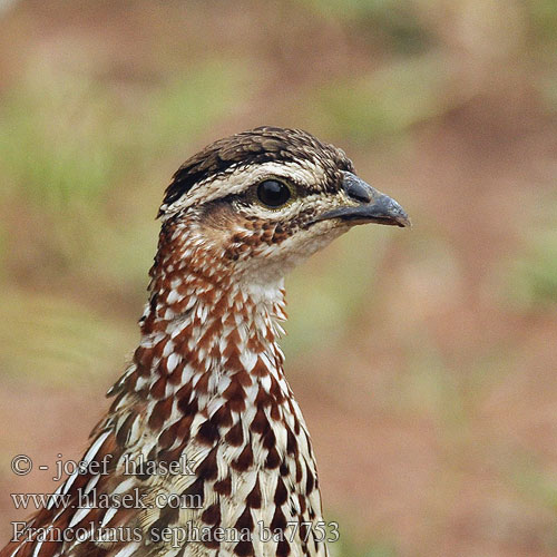 Bospatrys Topfrankolin Francolín Capirotado カミナガシャコ