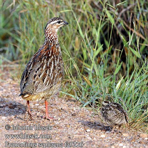 Peliperdix sephaena Dendroperdix rovuma Crested Francolin