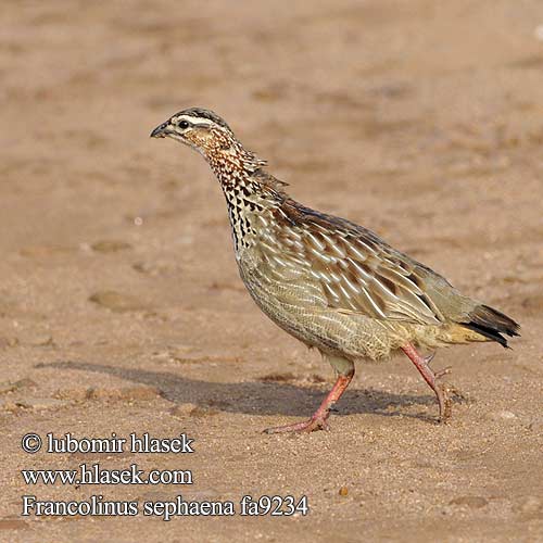 Viirusiipifrankoliini Francolin casqué Bruinkeel frankolijn