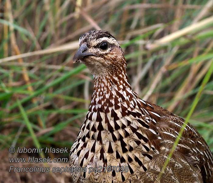 Francolinus sephaena