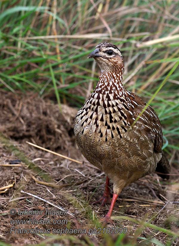 Francolinus sephaena