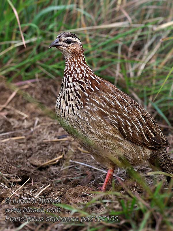 Francolinus sephaena