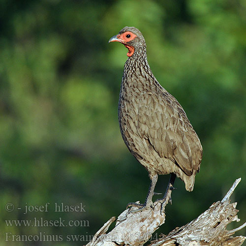 Francolinus swainsonii Pternistes Swainson's Swainsons Francolin Gråbrun Sporehøne