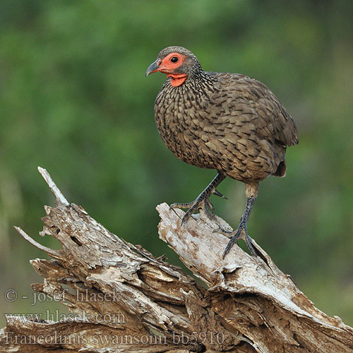 Gråbrun Sporehøne Kosteikkofrankoliini Francolin Swainson Frankolin brunatny