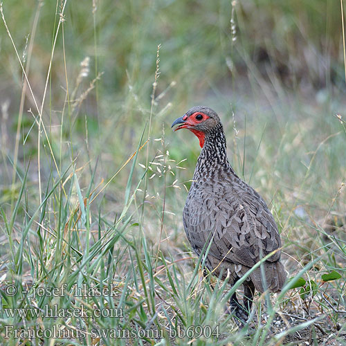 Francolinus swainsonii bb6904