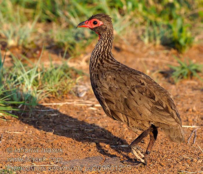 Francolinus swainsonii