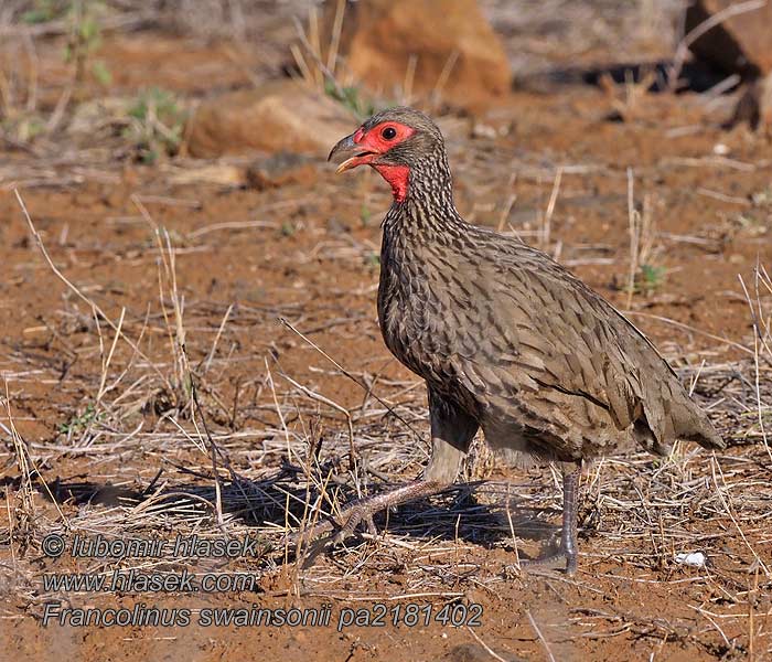 Francolinus swainsonii