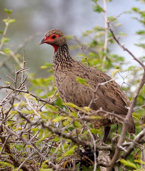 Francolinus swainsonii