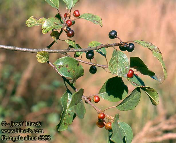 Frangula alnus Alder buckthorn Torst Trollhegg Korpipaatsama Bourdaine