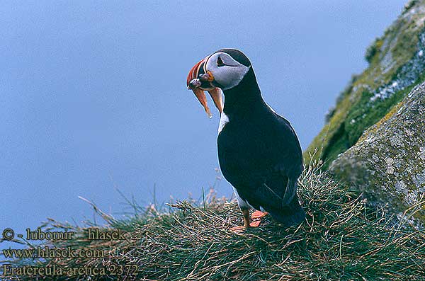 Fratercula arctica Puffin Papageitaucher Macareux moine Frailecillo Atlántico papuchalk ploskozobý Lunde Papegaaiduiker Lunni Pulcinella mare Lunde Lunnefågel Тупик ニシツノメドリ Papagaio-do-mar Mníšik bielobradý vysokozobý Maskonur