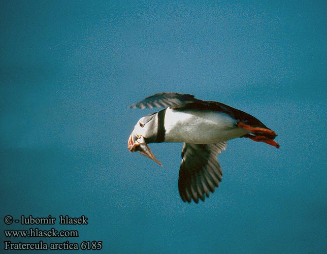 Papegaaiduiker Lunni Pulcinella mare Lunde Lunnefågel Тупик ニシツノメドリ Papagaio-do-mar Mníšik bielobradý vysokozobý Maskonur Fratercula arctica Puffin Papageitaucher Macareux moine Frailecillo Atlántico papuchalk ploskozobý Lunde