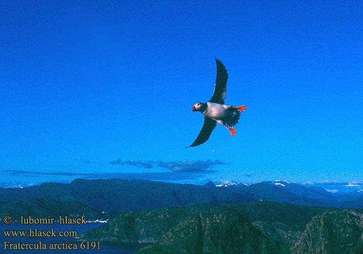 ニシツノメドリ Papagaio-do-mar Mníšik bielobradý vysokozobý Maskonur Fratercula arctica Puffin Papageitaucher Macareux moine Frailecillo Atlántico papuchalk ploskozobý Lunde Papegaaiduiker Lunni Pulcinella mare Lunde Lunnefågel Тупик