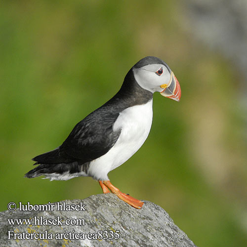 Fratercula arctica Puffin Papageitaucher Macareux moine Frailecillo Atlántico papuchalk ploskozobý Lunde Papegaaiduiker Lunni Macareux moine Pulcinella mare Lunde Lunnefågel Тупик ニシツノメドリ Papagaio-do-mar Mníšik bielobradý vysokozobý