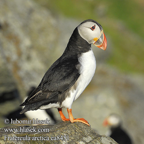 Fratercula arctica Papageitaucher Macareux moine Frailecillo Atlántico papuchalk ploskozobý Lunde Papegaaiduiker Lunni Macareux moine Pulcinella mare Lunde Lunnefågel Тупик ニシツノメドリ Papagaio-do-mar Mníšik bielobradý vysokozobý Maskonur