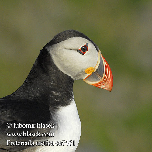 Fratercula arctica Macareux moine Frailecillo Atlántico papuchalk ploskozobý Lunde Papegaaiduiker Lunni Macareux moine Pulcinella mare Lunde Lunnefågel Тупик ニシツノメドリ Papagaio-do-mar Mníšik bielobradý vysokozobý Maskonur