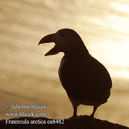 Fratercula arctica Frailecillo Atlántico papuchalk ploskozobý Lunde Papegaaiduiker Lunni Macareux moine Pulcinella mare Lunde Lunnefågel Тупик ニシツノメドリ Papagaio-do-mar Mníšik bielobradý vysokozobý Maskonur