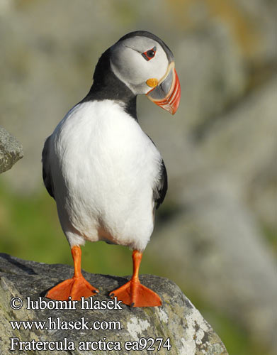 Fratercula arctica Papegaaiduiker Lunni Macareux moine Pulcinella mare Lunde Lunnefågel Тупик ニシツノメドリ Papagaio-do-mar Mníšik bielobradý vysokozobý Maskonur Puffin Papageitaucher Macareux moine Frailecillo Atlántico