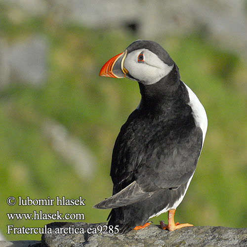 Fratercula arctica Puffin Papageitaucher Macareux moine Frailecillo Atlántico papuchalk ploskozobý Lunde Papegaaiduiker Lunni Pulcinella mare Lunde Lunnefågel Тупик ニシツノメドリ Papagaio-do-mar Mníšik bielobradý vysokozobý Maskonur