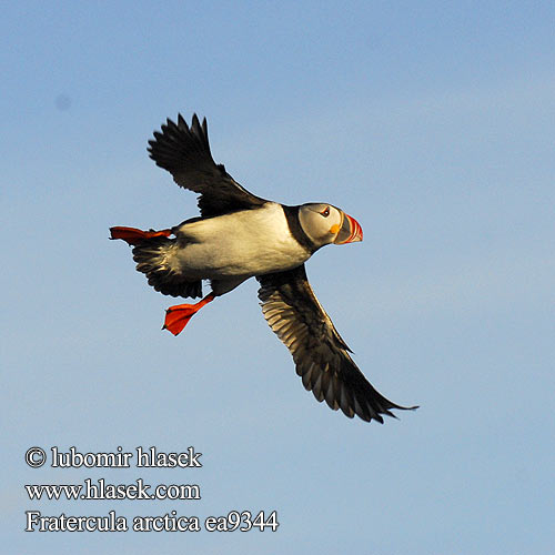 Fratercula arctica Lunni Pulcinella mare Lunde Lunnefågel Тупик ニシツノメドリ Papagaio-do-mar Mníšik bielobradý vysokozobý Maskonur Puffin Papageitaucher Macareux moine Frailecillo Atlántico papuchalk ploskozobý Lunde Papegaaiduiker